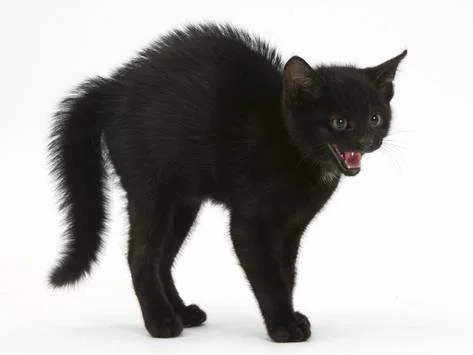 mark-taylor-black-kitten-in-defensive-witch-s-cat-display-with-back-arched-and-hair-standing-up_a-G-10575361-14258389_grande.jpg