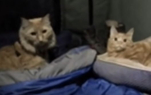 cats two.png
