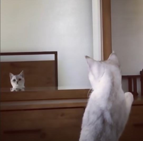 mirrorcat4.png