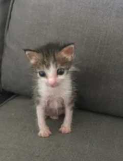 tinykitten.png