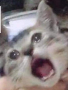 crycat.png